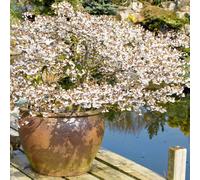 3 x Japanese Blossom Cherry Prunus Kojo-No-Mai tall trees pot