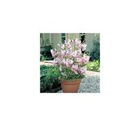 3 x Lavatera Barnsley Baby - Ready to Plant Shrubs - Tree Mallow