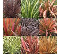 3 X Phormium Plant Mix - High Quality Established Plants In Pots Uk Grown