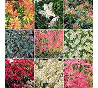 3 X Pieris Plant Mix - High-Quality Established Plants, 9cm Pots, UK Grown (GD_9CM_PIEMIX_#3_GD)