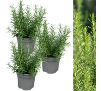 3 x Rosemary BBQ Herb Plant in 13cm Pots Carbeth Plants Green One Size