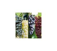 3 x Vitis Grape Mix - Garden Grape Fruit Vine Grow Your Own Grapevine
