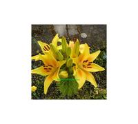 (3) Yellow Oriental Lily