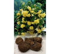 (3) YELLOW TRAILING BEGONIA (PENDULA) BULBS/CORM GARDEN/HANGING BASKET SUMMER FLOWER