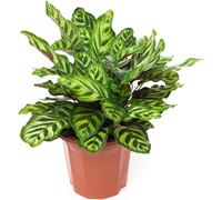 30-40Cm Potted Calathea Makoyana Peacock Plant Eye-Catching Indoor Houseplant