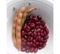 30 Bean Organic, Hopi palo rosso fagioli. Agricoltura biologica Heirloom semi!
