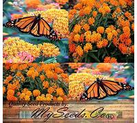 30 ORANGE GLORY BUTTERFLY WEED MILKWEED Asclepias Tuberosa Flower Seeds by Seedville