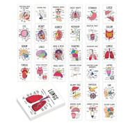 30 Pcs Human Anatomy Flashcards,Anatomy and Physiology Visual Study | Guide & Flash Cards Set for Medical, Nursing Student Essentials, Pocket Size Medical Terminology Diagram Cards