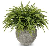 30 Pcs Real Touch Norfolk Pine Branches Stems, 36cm Artificial Christmas Foliages Stems Faux Greenery Fake Tree Picks Needles Sprigs for DIY Crafts Holiday Wreath Festive Garland Home Decoration