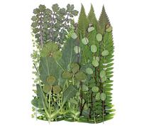 30 Pieces Dried Pressed Leaves Dried Flowers Green Plant for Natural Dried Leaf Specimen Resin Real Assorted Dried Greenery for Pressed Leaf Art Craft DIY Decorations, Style 3