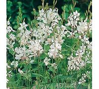 30 Seeds of Flower Gaura The Bride