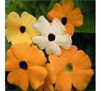 30 Seeds of Flower Thunbergia Alata Mixed Black Eyed Suzie