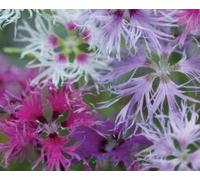 30 Seeds of Flowers Dianthus Rainbow Loveliness Improved Mixed