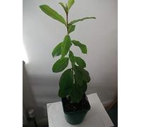 30 Seeds of Guava Tropical Fruit