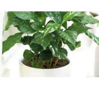 30 Seeds of House Plant Arabian Coffee Plant