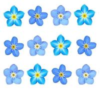 30 x Forget me not flowers edible wafer rice paper cupcake toppers cake decorations blue flowers spring birthday wedding celebration flower heads