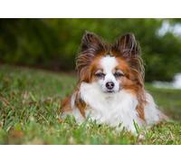 300(38x26cm) Piece Adult Puzzle, Papillon Continental Toy Spaniel Animal Puzzle