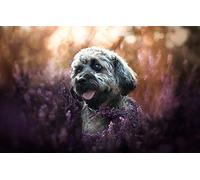 300 Difficult Jigsaw Puzzles for Adults Tibetan Terrier Dog 38x26CM