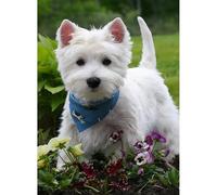 300-piece（38x26cm） Jigsaw Puzzle of a Scottish Terrier, British Scottish West Highland White Terrier, for Adults and Teenagers, Small Dog Puzzle Toy, Family Game, Wall Decoration