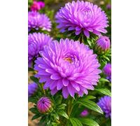 300 Piece Jigsaw Puzzles for Adults, Purple Chrysanthemums 15x10.2 inch, Challenging Brain Teaser Puzzle, Premium Cardboard Hobby Gift for Adults & Seniors
