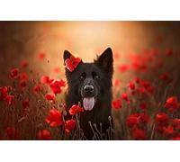 300 Pieces Jigsaw For Adults Puzzles/Belgian Shepherd Poppy/Brain Challenge Puzzle For Kids Educational Games，Brain Challenge Puzzle For Kids Educational Games Giftsize 38x26CM