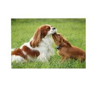 300 PiecesCavalier King Charles Spaniel (3) Puzzles for Adults-Wooden Jigsaw Puzzle for Adults Elderly