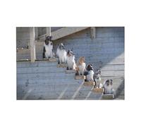 300 PiecesDogs Border Collie Shetland SheepDogs Alaskan Puzzles for Adults-Wooden Jigsaw Puzzle for Adults Elderly