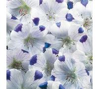 300 Seeds of Flower Nemophila Five Spot