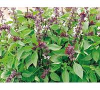 300 Seeds of Herb Basil Thai
