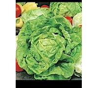 300 Seeds of Superb Butterhead All Year Round Lettuce