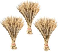 300 Stems Dried Wheat Sheaves Stalks,Natural Wheat Stalks Bundle, Natural Flowers For Fall Arrangement Decorative Farmhouse Home Table Centerpieces Fireplace Wedding