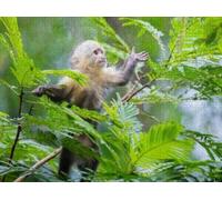 300pcs Fun Jigsaw Puzzle for Adults White Faced Monkey Baby treetops at Tortuguero National Park Impossible Hard Difficult Puzzles for Family Challenging Family Activity