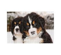 300pcsCool Bernese Mountain Dog Puzzles With Packaging Box for Adults-Wooden Jigsaw Puzzle