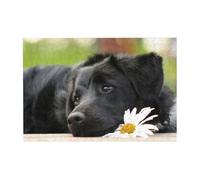 300pcsCute Black Labrador Dog Pattern Puzzles With Packaging Box for Adults-Wooden Jigsaw Puzzle