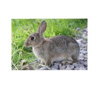 300pcsCute Grey Hare Rabbit Puzzles With Packaging Box for Adults-Wooden Jigsaw Puzzle