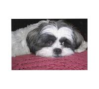 300pcsCute Shih Tzu Dog (2) Puzzles With Packaging Box for Adults-Wooden Jigsaw Puzzle