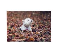 300pcsWestie Bokeh West Highland White Terrier Dogs Puzzles With Packaging Box for Adults-Wooden Jigsaw Puzzle
