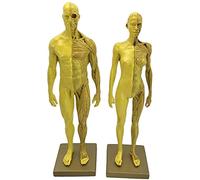 30Cm (11.8 Inch) Female & Male Anatomy Figure - Human Body Anatomy Figure Human Body Musculoskeletal Anatomical Model - for School Study Teaching,Demonstration