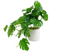 30cm Artificial Green Potted Monstera Trailing Plant