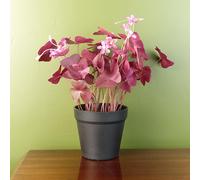 Leaf 30Cm Artificial Plant Realistic Purple Shamrock Pink Flowers Potted, Green