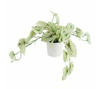 30cm Artificial Trailing Plant Variegated Potted Alocasia Leaf Green One Size