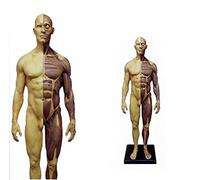 30CM Human Anatomical Male/Female Mode, Half Muscle Half The Skin Resin Body Muscle Bone Anatomy Skull Head Arts Model G