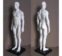 30cm Human Anatomy Skeleton Model for Artists and Students | Detailed muscle structure for effective learning and artistic reference.