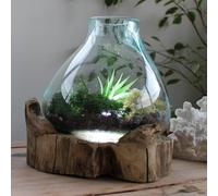 30cm Large Fish Tank Bowl Display w/Light - Acquarium Molten Glass on Wooden Teak Root Handmade