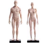 30cm PU White Human Model Muscle Sculpture,Female and male Anatomy Anatom and Skeletal Structure Medical Artist Study