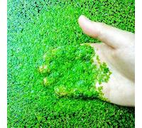 30g Duck Weed Duckweed Pond Live Aquarium Floating Plants Tropical Shrimp Fish