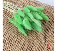 30pcs Bunny Tail Dried Flowers, 40-45 cm Bunny Tails Dried Grass Rabbits Tail Grass Flower for Home Garden Arrangement Wddding Decoration (Green)