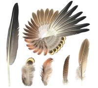 30PCS Craft Feathers Decorations, Natural Feathers for Crafting in Assorted Colours, Natural Pheasant Feathers and Ostrich Feathers for DIY Crafts Jewellery Wedding Party and Parade Supplies
