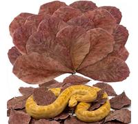 30PCS Premium Indian Almond Leaves - 9.8in Large Catappa Leaf for Snakes, Betta Fish, Shrimp, Aquarium - Release Natural Tannins, Water Softener, Bioactive Leaf Litter for Corn Snake, Ball Python