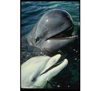 314085 Pilot Whale And Atlantic Bottlenose Dolphin A4 Photo Poster Print 10x8